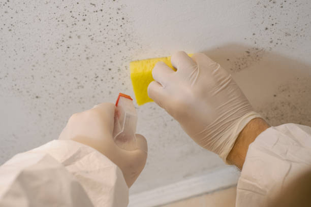  Cambridge, MA Mold Removal Pros