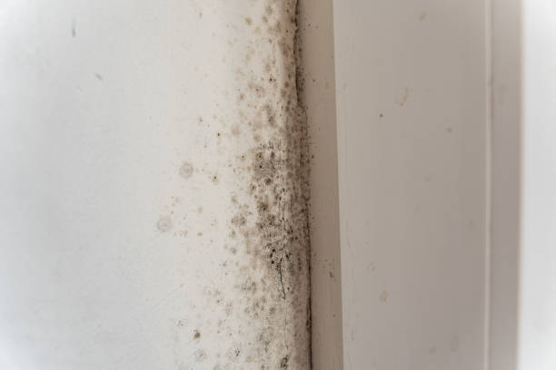 Cambridge, MA Mold Removal Company